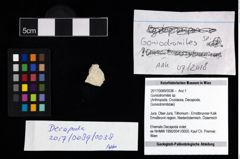 Foto (Objekt + Etikett) von Goniodromites sp.  (NHMW-GEO-2017-0089-0038)
